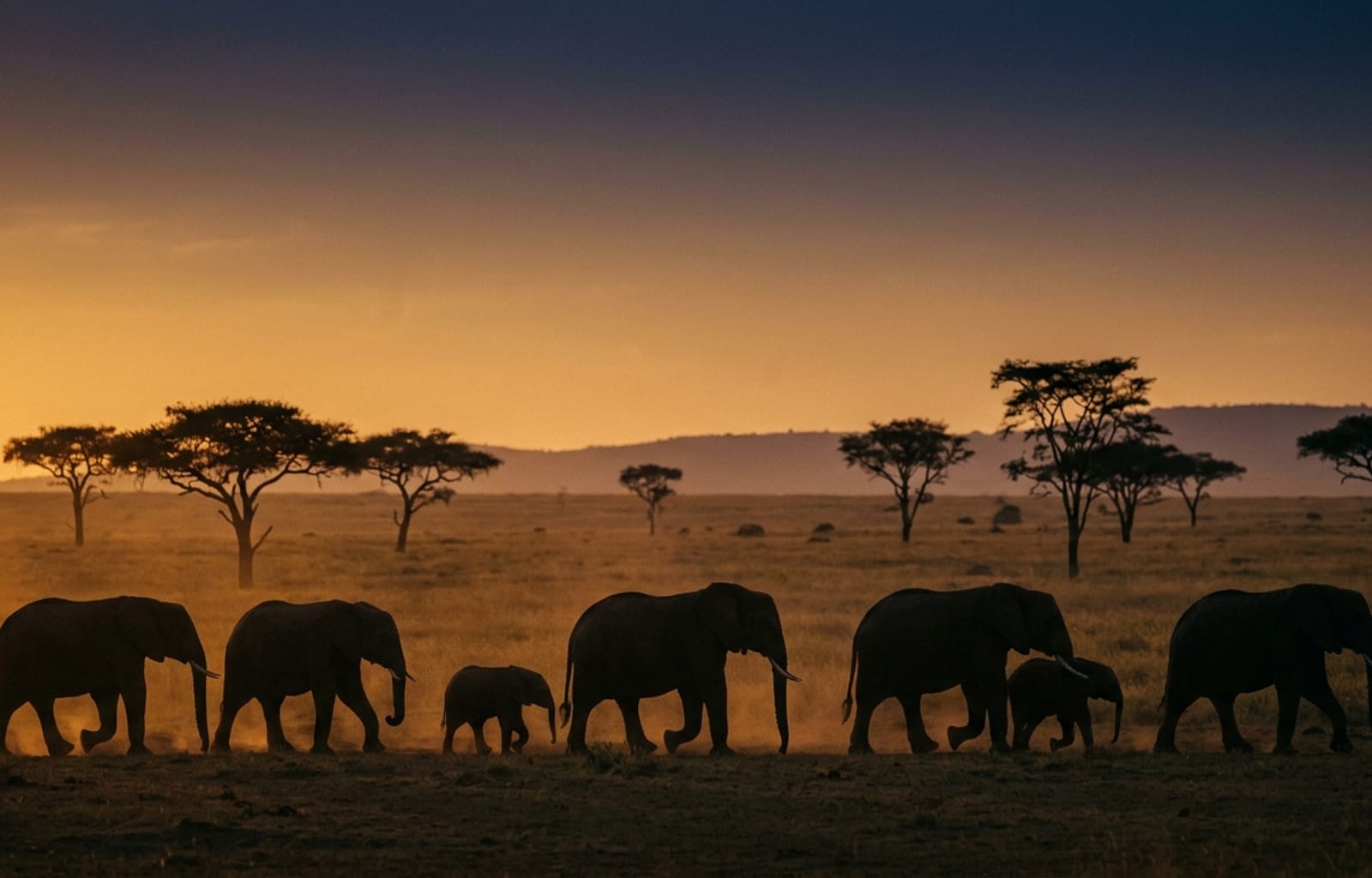 A safari tented camp nestled among acacia trees on the Namibian savanna at golden hour